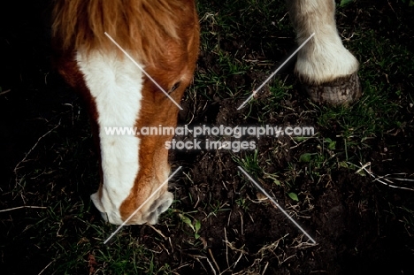 5 month old Belgian filly grazing in shade