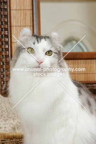 American Curl portrait, at home