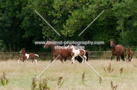 herd of horses cantering in field