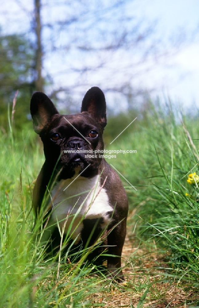 ch merrowlea opal of boristi,   french bulldog standing on a path