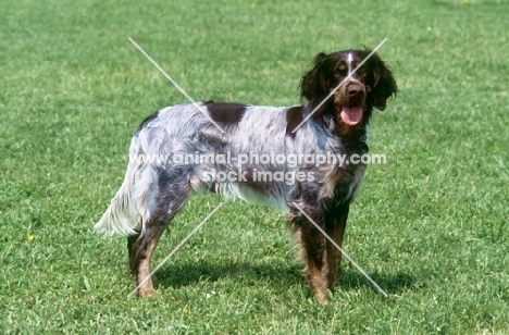 picardy spaniel, epagneul picard, galann des sources de schnee