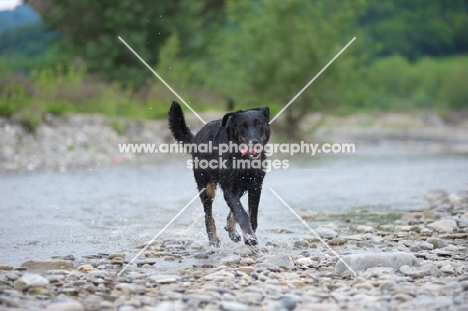 Beauceron walking on a river share