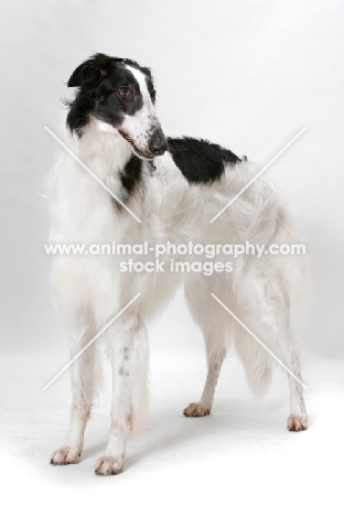 Australian Champion Borzoi standing in studio