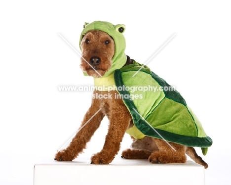 welsh terrier in tortoise outfit
