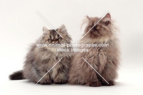 one brown tabby Persian with one chocolate smoke Persian sitting on white background