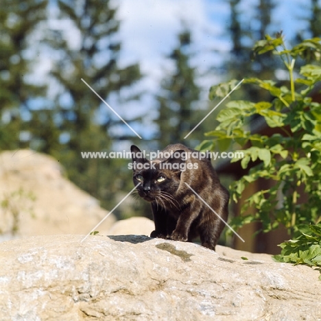 champion brown burmese cat crouching