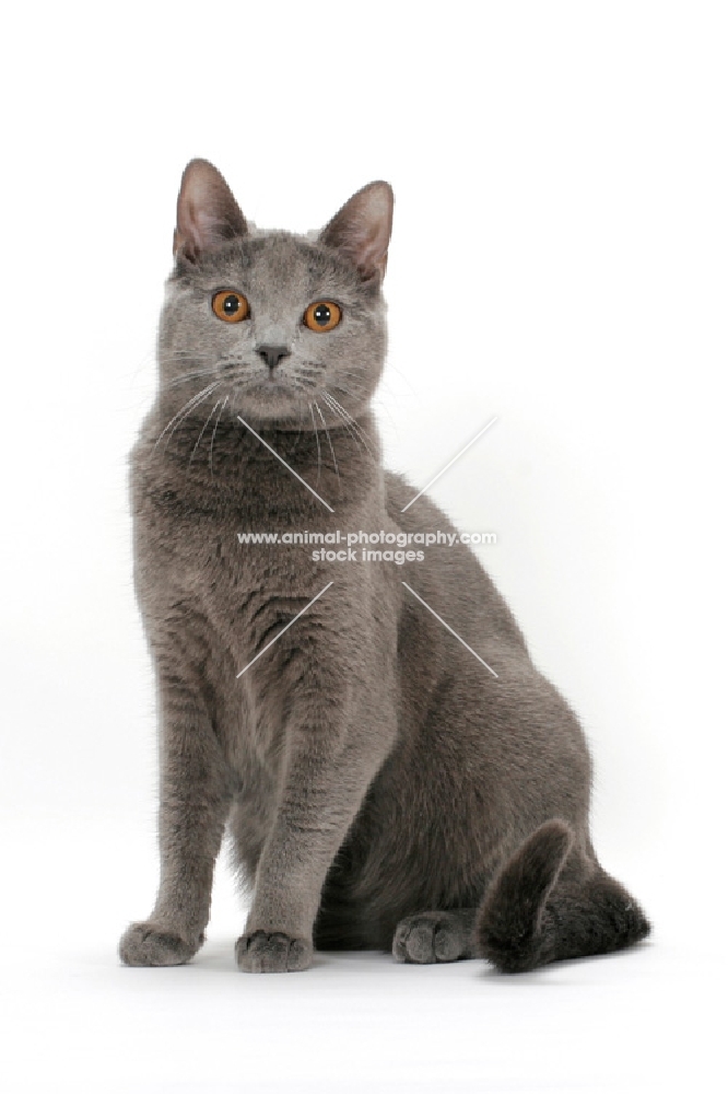 female Chartreux cat, sitting down