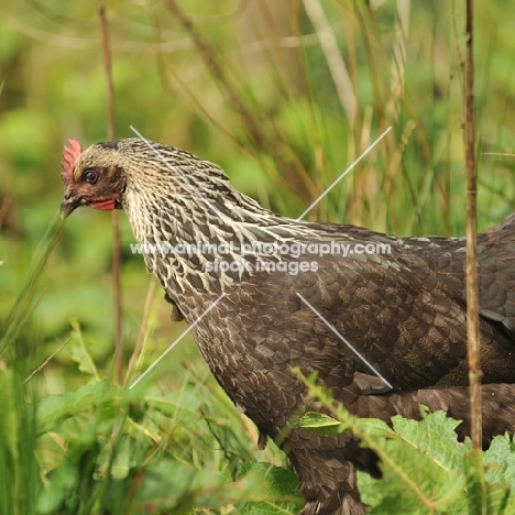 silver sussex hen