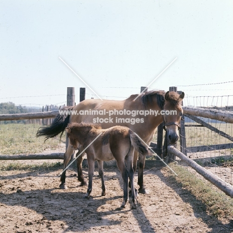 Gotland Pony mare with foal in Sweden