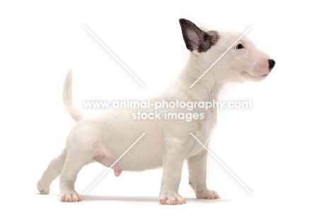 miniature Bull Terrier puppy, side view