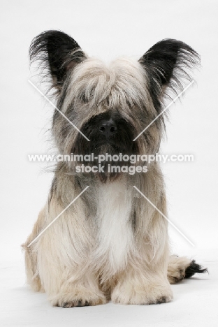 Skye Terrier front view in studio