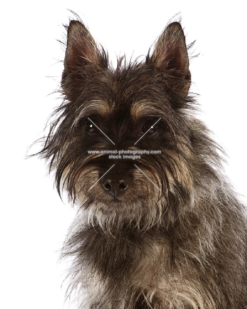 Avon terrier portrait. New breed crossing the Cairn Terrier and two other terrier breeds.