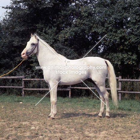 Shagya Arab stallion full body 