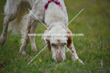 english setter smelling the ground
