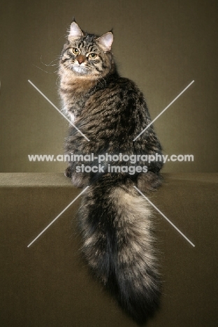 Siberian cat, back view