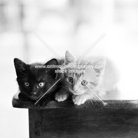 two kittens, tabby and black