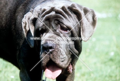 neapolitan mastiff in germany, looking worried