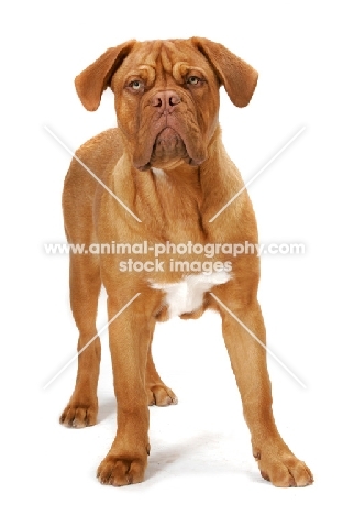 young Dogue de Bordeaux on white background