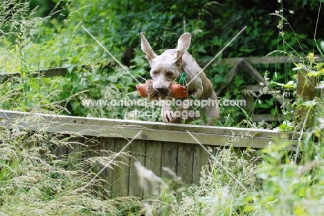 weimaraner allround talent gundog