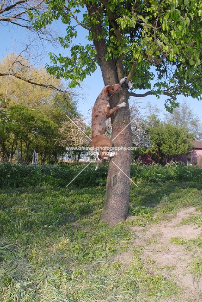 Louisiana catahoula leopard dog climbing tree to retrieve