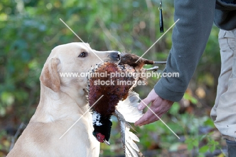 Labrador retriever with bird