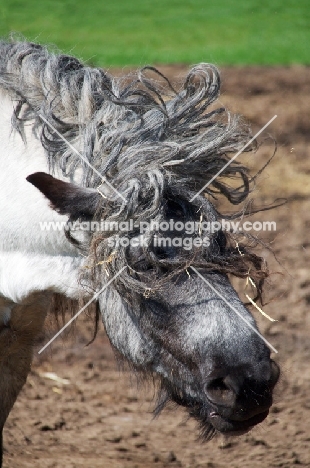 Belgian heavy horse shaking