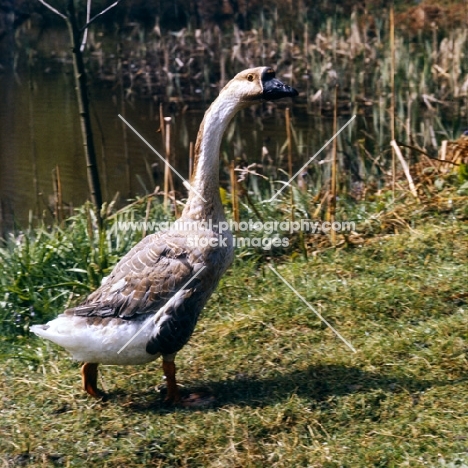 chinese goose side view