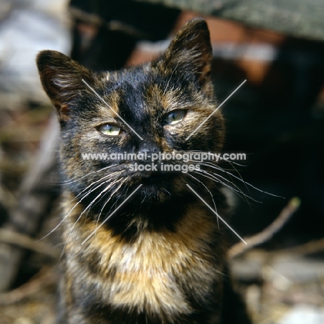 tortoiseshell non pedigree farm cat demanding attention