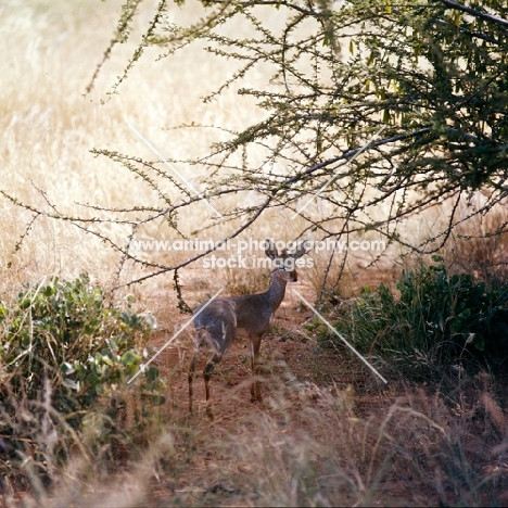 dik-dik amongst greenery , samburu np