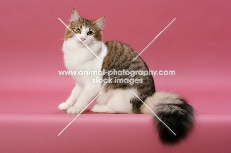 Brown Mackerel Tabby & White Norwegian Forest cat