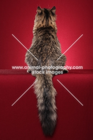 Siberian cat, back view