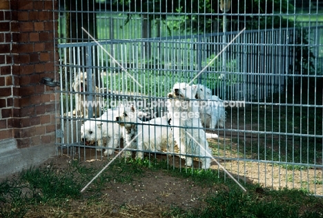west highland white terrier puppies in a pen