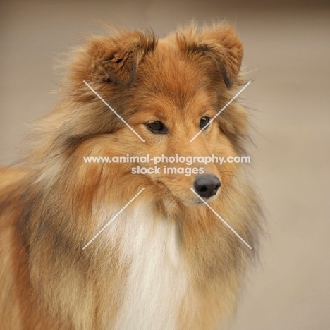 Shetland Sheepdog portrait