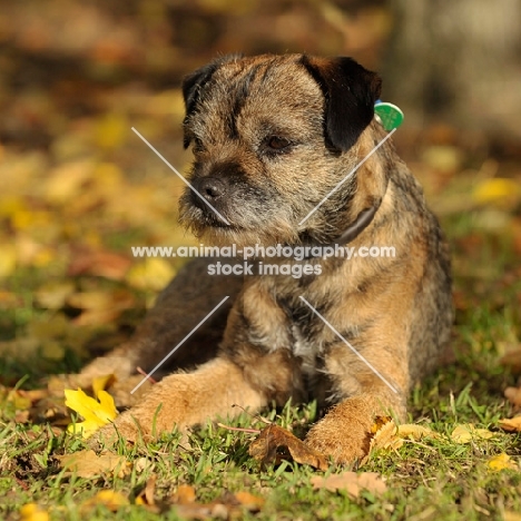 Border Terrier in autumnal setting