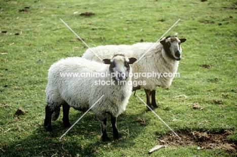 badger faced sheep at cotswold farm park