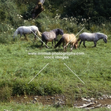 group of Highland Pony mares grazing in meadow with stream at Nashend Stud