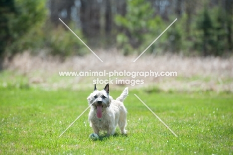 Wheaten Cairn terrier standing on grass.