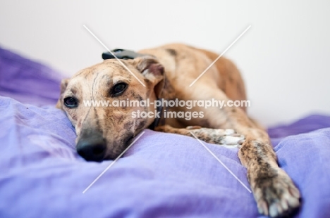 Whippet resting on purple blanket