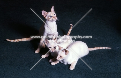 three red point siamese cats