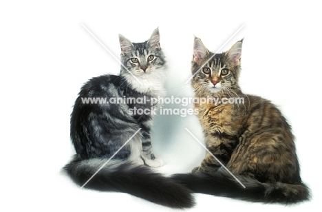 silver tabby and white Maine Coon with a tortoiseshell Maine Coon