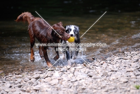 Australian shepherd playing ball in water