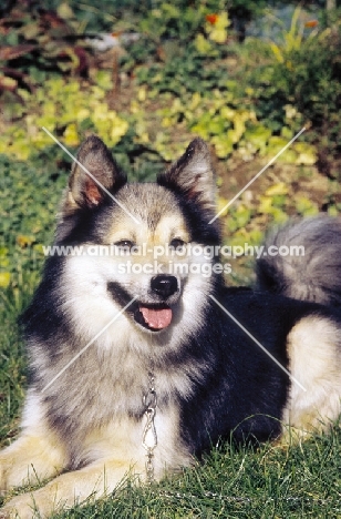 Champion Iceland dog lying on grass, Ch. Afram v Hartenberg