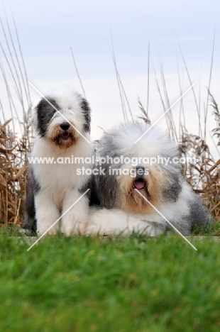 Old English Sheepdog with puppy