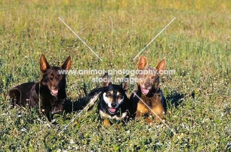 3 Kelpie working champions in Australia