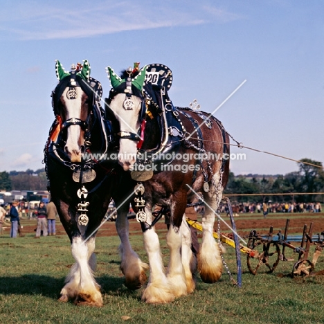 two clydesdale horses with brasses and decorations at competition