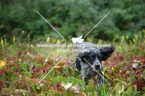 black and white English Setter hunting in a field