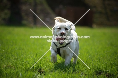 happy cream labrador running free in a field with tongue out