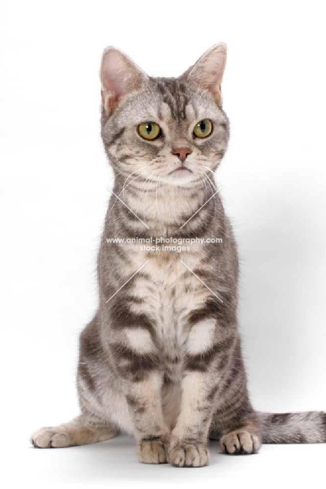 American Shorthair, Blue Silver Classic Tabby, sitting down