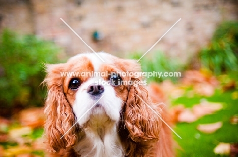 Cavalier King Charles Spaniel portrait