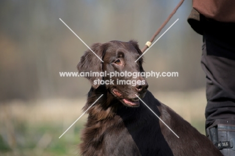 liver Flat Coated Retriever